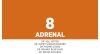 Bölüm 8: Adrenal