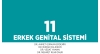 Bölüm 11: Erkek Genital Sistemi