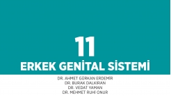 Bölüm 11: Erkek Genital Sistemi